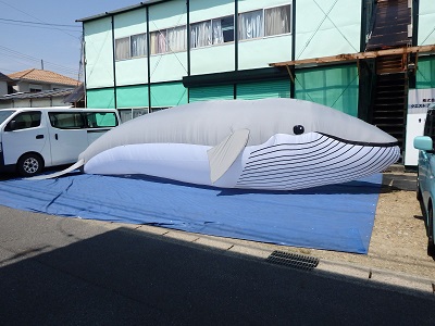 シロナガスクジラ